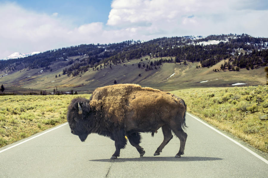 Wyoming: På turen gjennom Yellowstone Nasjonalpark møter vi mange store bison-okser